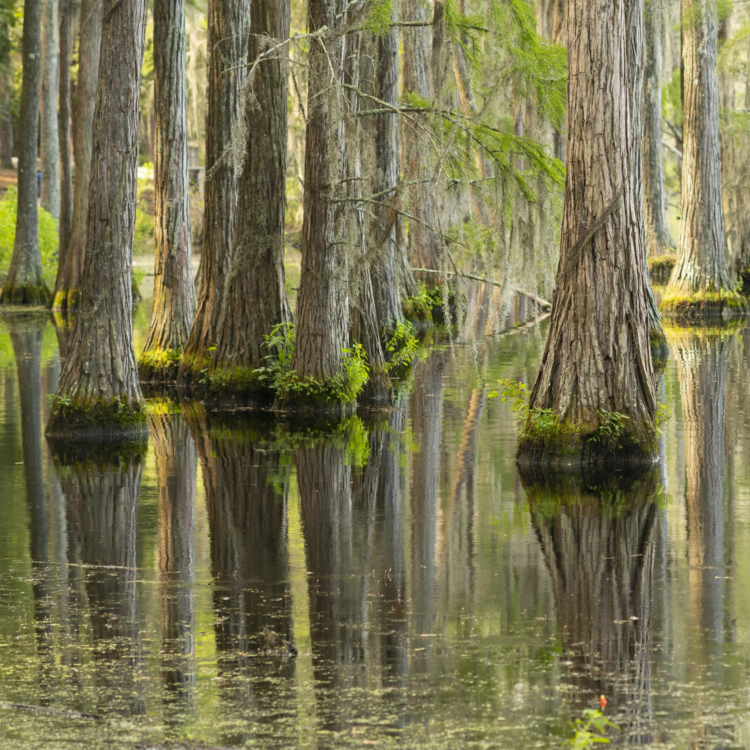 Image of Louisiana Bayou