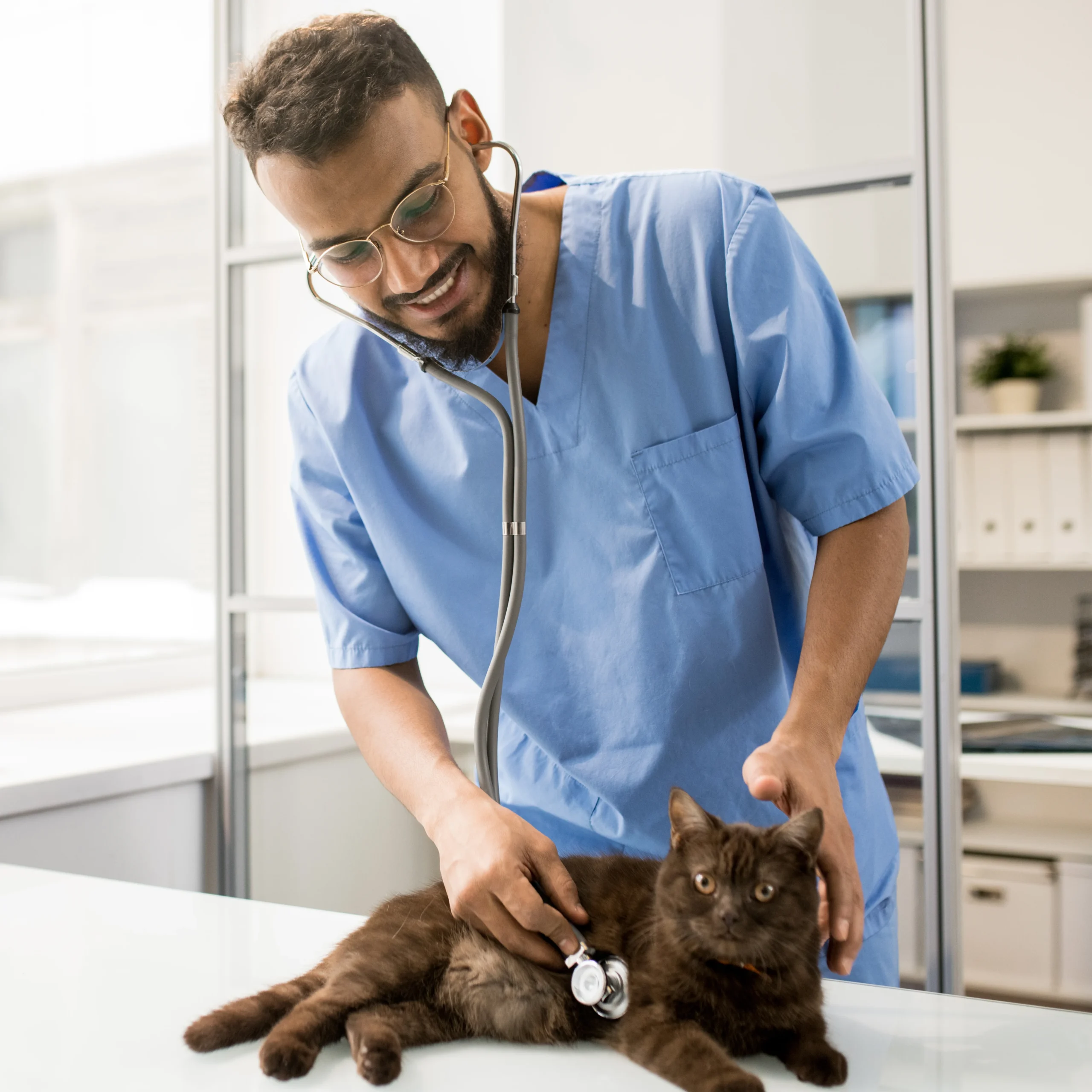 Image of a vet looking at a cat