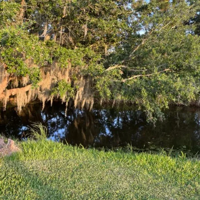 A tree over Salt Bayou at Salt Bayou Kampground RV Park